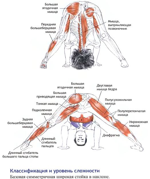 прасарита анатомия