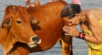 йога корова