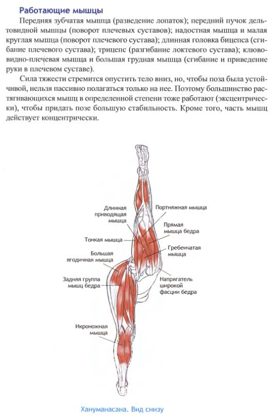 хануманасана анатомия