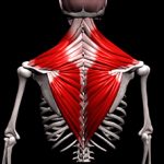 Анатомия и функция трапециевидной мышцы