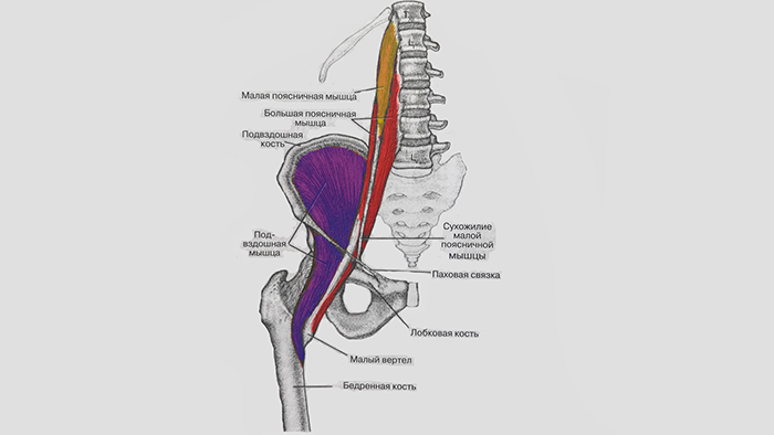 подвздошно поясничная мышца анатомия