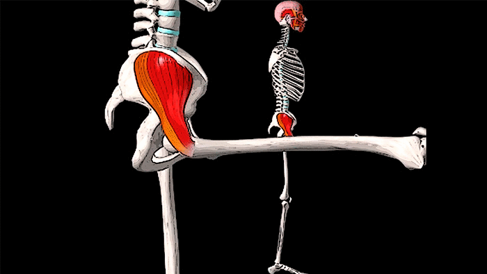 средняя ягодичная мышца анатомия и функции