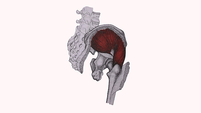 средняя ягодичная мышца анатомия