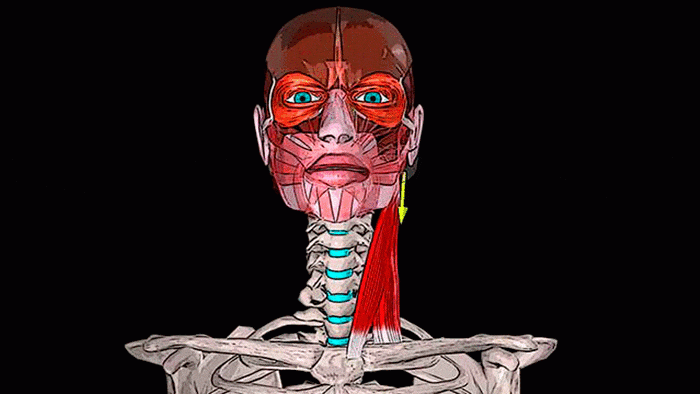 грудино ключично сосцевидная мышца анатомия