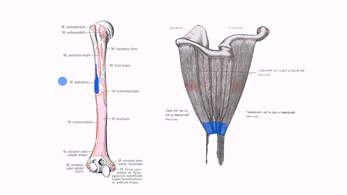 дельтовидная мышца анатомия