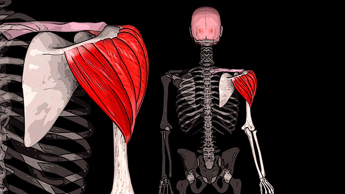 Задние дельтовидные мышцы спины