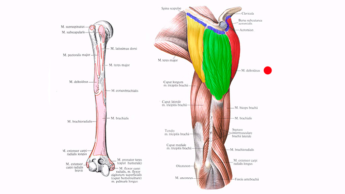 дельтовидная мышца