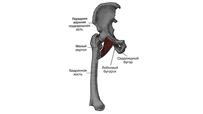 гребенчатая мышца анатомия