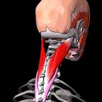 Ременная мышца головы и ременная мышца шеи