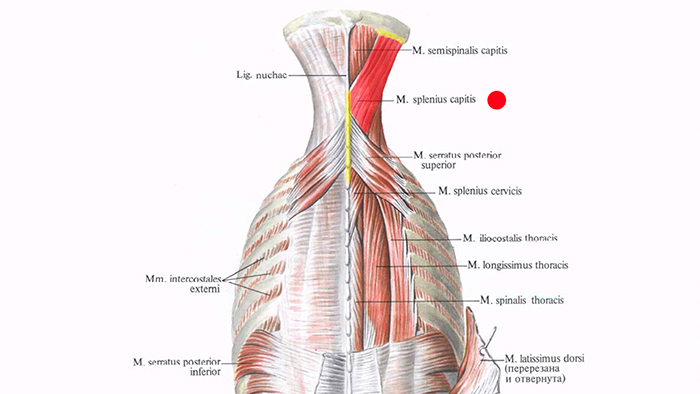 ременная мышца головы анатомия