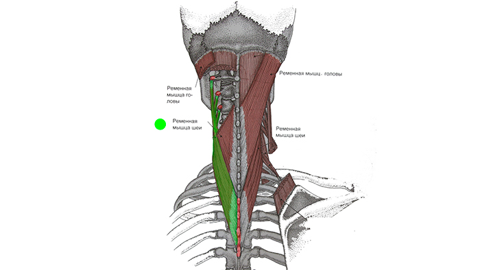 ременная мышца шеи анатомия