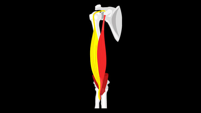 двуглавая мышца плеча длинная головка